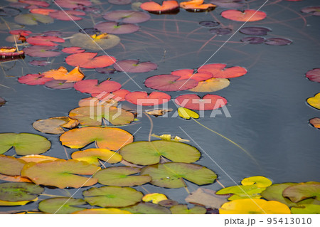 紅葉した湖に浮かんだハスの花 95413010