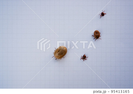 Acarus. Parasites. Several ticks removed from a dog after walking on white paper. 95413165