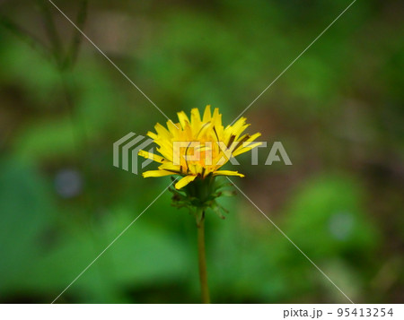 野に咲くタンポポ 95413254