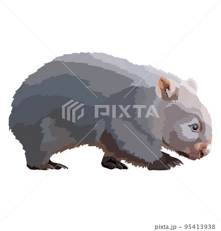 Wombat realistic colored draving vector illustration wild animal. Wombat realistic colored draving vector illustration wild animal. 95413938