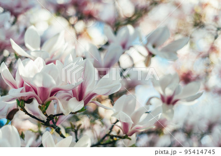 Pink Magnolia Tree with Blooming Flowers during Springtime 95414745