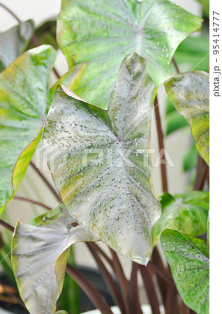 Colocasia and dew drop or Colocasia Diamond Head, diamond head colocasia or Araceae 95414777