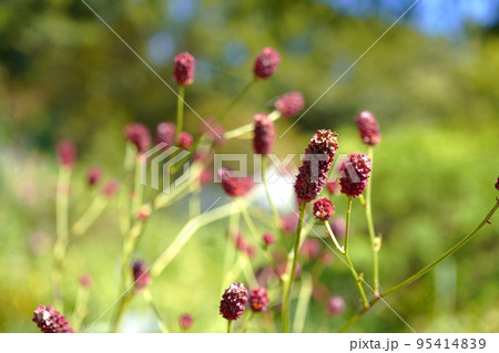 ワレモコウの写真 ワレモコウの写真 95414839