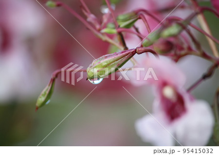 wild flowers wild flowers 95415032