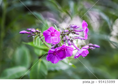 Pink summer phlox flowers. Floral background. 95415099