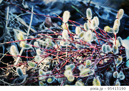 Willow twigs close up Willow twigs close up 95415190