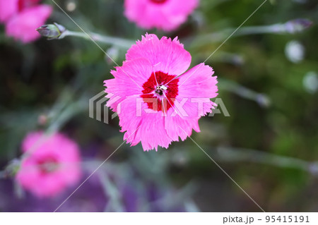 Carnations flowers in sunshine. Carnations flowers in sunshine. 95415191