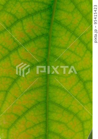 Close up leaf. Macro photography. Green leaf of avocado tree texture 95415423