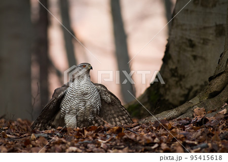 Northern goshawk sitting on ground in forest in autumn Northern goshawk sitting on ground in forest in autumn 95415618