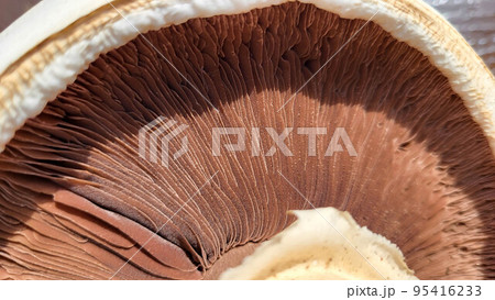 Common meadow champignon , brown mushroom surface. isolated 95416233