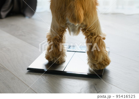 The dog stands with its hind legs on the floor scales. The dog stands with its hind legs on the floor scales. 95416525