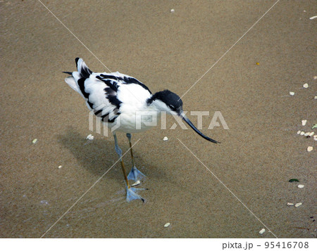 wader with long legs and a curved long beak. Recurvirostra avosetta on the sand near the water close up. wader with long legs and a curved long beak. Recurvirostra avosetta on the sand near the water close up. 95416708