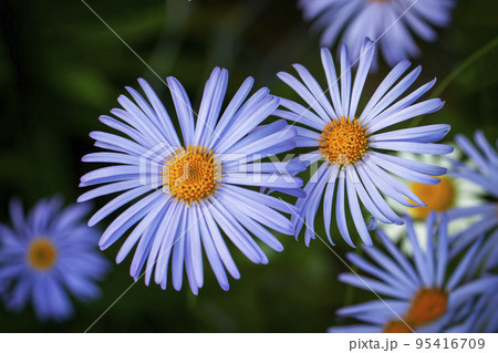 Felicia amelloides, blue daisy, blue felicia. Beautiful blue flower Felicia amelloides, blue daisy, blue felicia. Beautiful blue flower 95416709