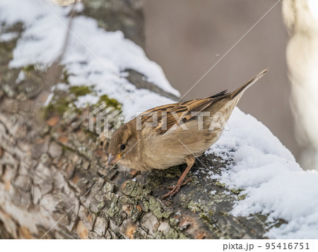 Sparrow sits on a tree trunk with snow in winter. Sparrow sits on a tree trunk with snow in winter. 95416751