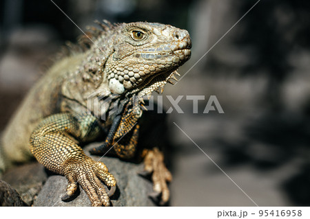 Portrait of an iguana in a zoo in Bali 95416958