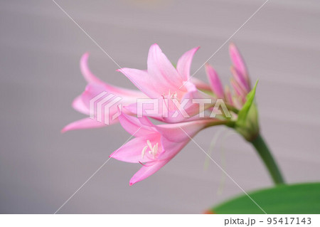 散歩道で目に止まったピンク色の百合の花。道ゆく人を楽しませてくれる 95417143