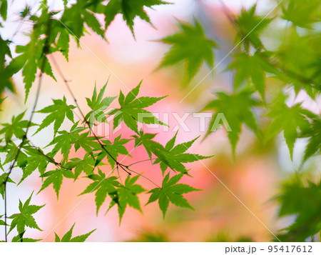 緑の紅葉 緑の紅葉 95417612