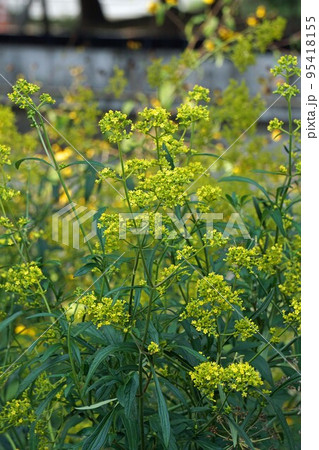 オミナエシの黄色い花 95418155