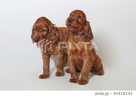 Two small brown adorable Irish setter puppies. photo shoot in the studio on a white background Two small brown adorable Irish setter puppies. photo shoot in the studio on a white background 95418242