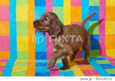 Brown adorable Irish Setter puppy. photo shoot on a multicolored background 95418252