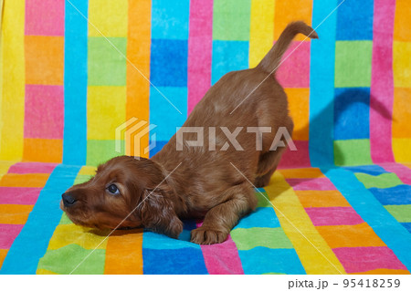 Brown adorable Irish Setter puppy. photo shoot on a multicolored background 95418259