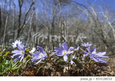 キクザキイチゲ　滝野すずらん丘陵公園　札幌市 95418650