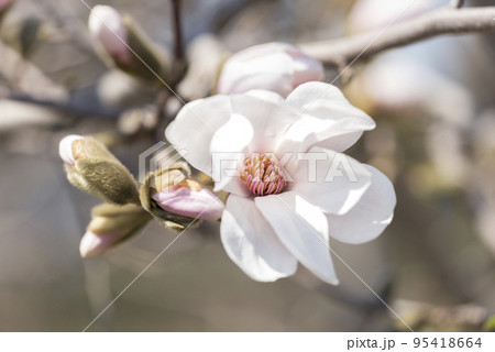 マグノリア メリル　百合が原公園　札幌市 95418664