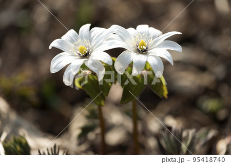 アズマイチゲ　豊浦町 95418740