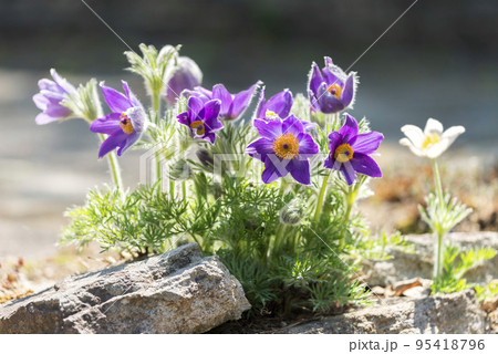 セイヨウオキナグサ 滝野すずらん丘陵公園 札幌市 セイヨウオキナグサ 滝野すずらん丘陵公園 札幌市 95418796