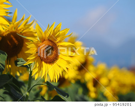 ひまわり畑（群馬・笠懸町） 95419201