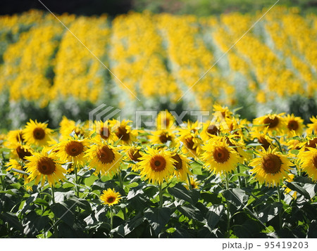 ひまわり畑（群馬・笠懸町） 95419203