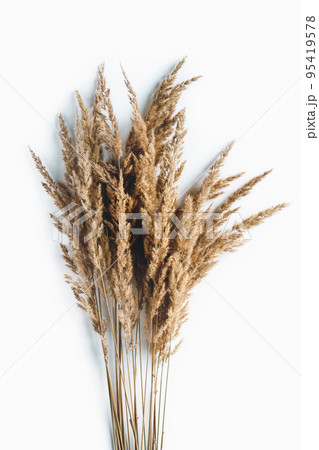 Reed grass bunch on white background, pampas grass minimal flat lay, copy space Reed grass bunch on white background, pampas grass minimal flat lay, copy space 95419578