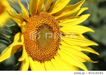 ひまわり 95419585