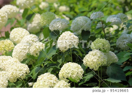 アナベルの花 アナベルの花 95419665