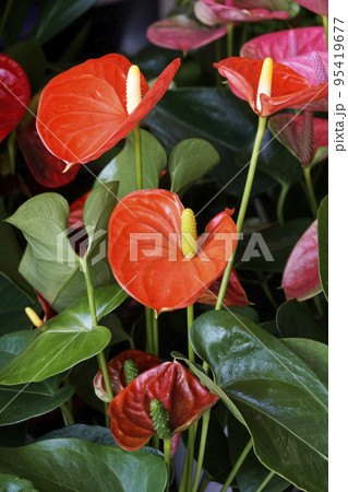 炎のような輝きの真っ赤なオオベニウチワの花 炎のような輝きの真っ赤なオオベニウチワの花 95419677