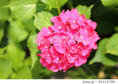 アジサイの花 パリ アジサイの花 パリ 95419786