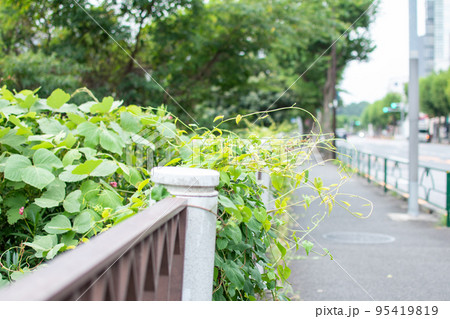 外堀通り／東京都新宿区 95419819