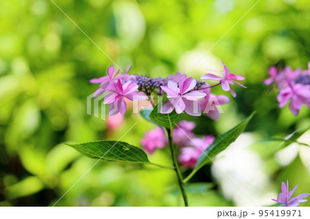 ガクアジサイの花 ガクアジサイの花 95419971
