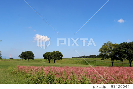穏やかな陽ざしを受けて素朴に咲く 赤そばの花 秋の河川敷 鬼怒川 穏やかな陽ざしを受けて素朴に咲く 赤そばの花 秋の河川敷 鬼怒川 95420044