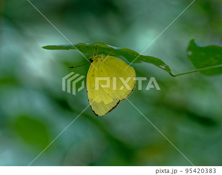 キタキチョウ秋型♀ 95420383