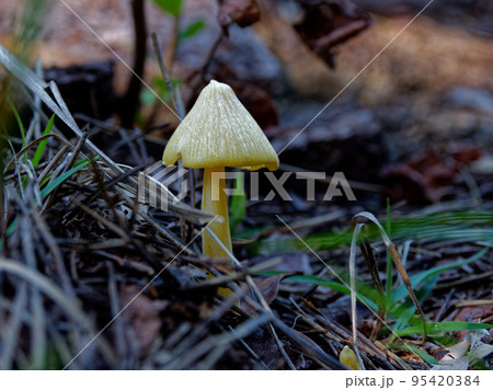 きのこワールド　キイボカサタケ 95420384