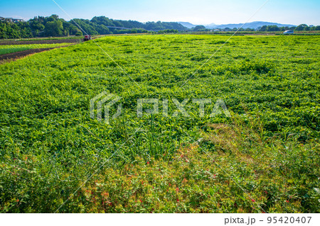 関越道花園IC付近 農耕地の風景 初夏の季節 関越道花園IC付近 農耕地の風景 初夏の季節 95420407