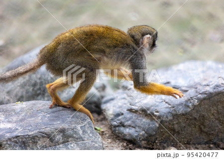 コモンリスザル コモンリスザル 95420477