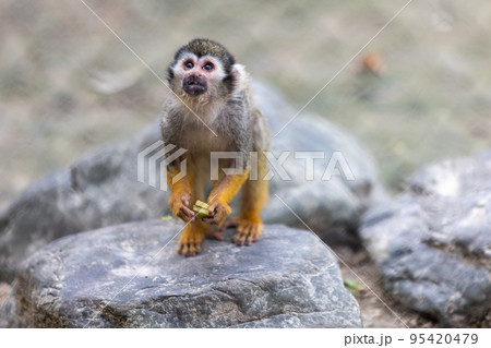 コモンリスザル コモンリスザル 95420479