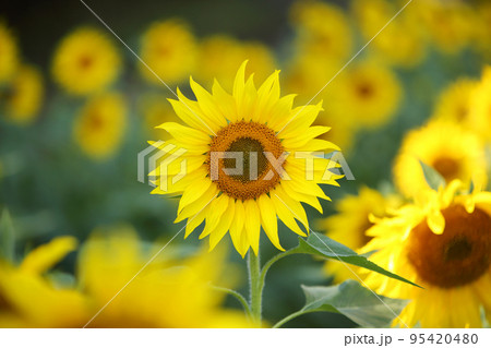 ひまわり 95420480