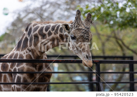 アミメキリン アミメキリン 95420523
