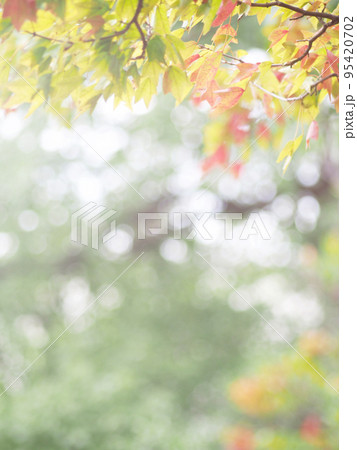 ほんのり色づきはじめた樹木 95420702