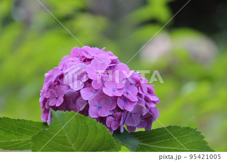 紫色のあじさい 95421005