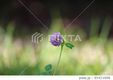 野に咲く花 95421006