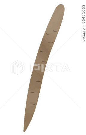 水彩風　ごぼうのイラスト素材 95421055